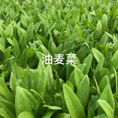 油麦菜